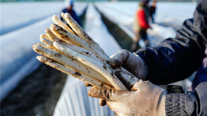 Die ersten Stangen Spargel sind in dieser Saison längst gestochen.