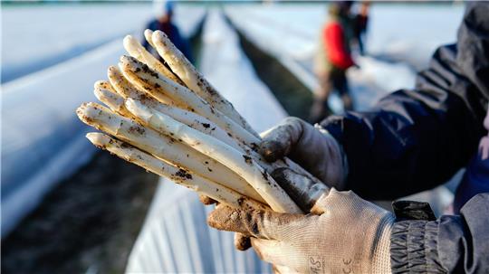 Die ersten Stangen Spargel sind in dieser Saison längst gestochen.