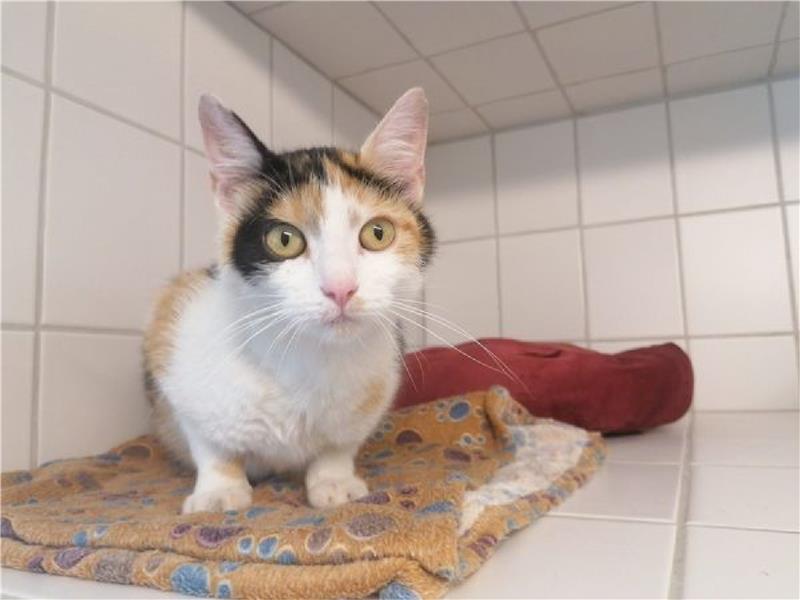 Die etwa zweijährige Kitty aus Westerode muss vorerst im Tierheim bleiben und im Zweifel neu vermittelt werden. Foto: Tierheim
