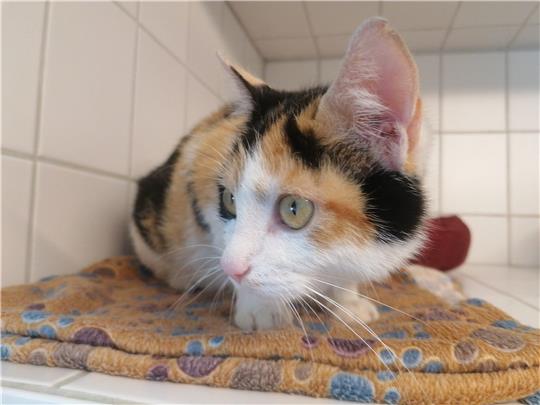 Die etwa zweijährige Kitty soll so lange im Tierheim Eckertal bleiben, bis sie gechippt und kastriert worden ist. Foto: Tierheim