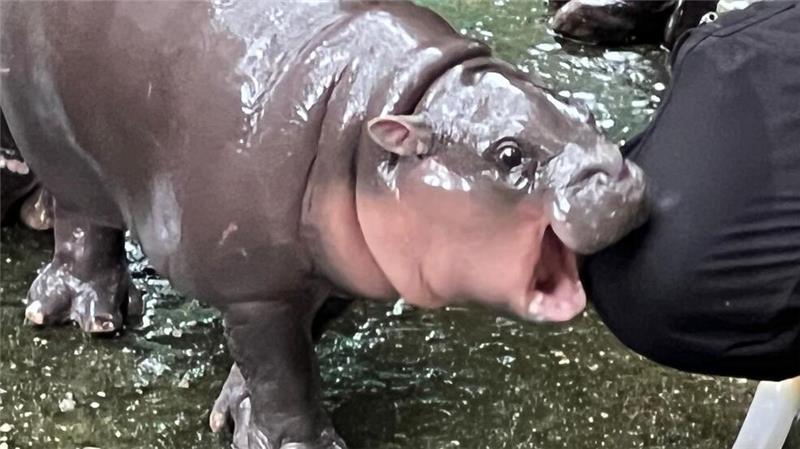Ein Hippo-Mädchen als Kassenschlager: Das Phänomen Moo Deng Die expressive Mimik des Hippo-Mädchens ging schnell viral.