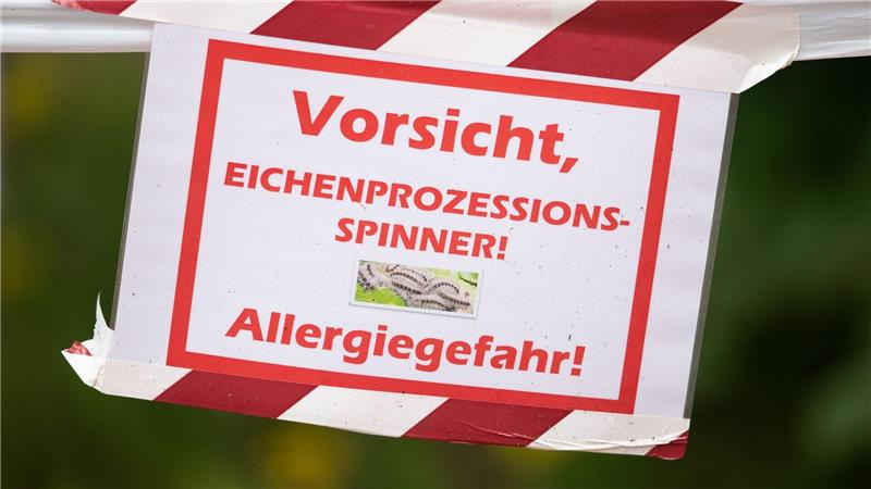 Die feinen und giftigen Haare der Raupe können beim Menschen starke Reaktionen auslösen. (Archivbild)