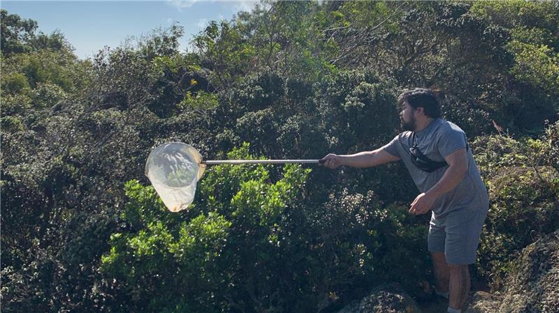 Die fleischfressenden Raupen wurden bislang nur in einem 15 Quadratkilometer großen Stück Bergwald auf der hawaiianischen Insel O’ahu beobachtet.