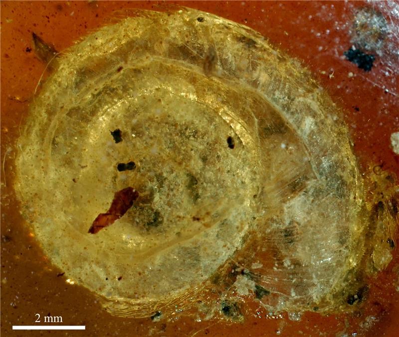 Colmar stellt 99 Millionen Jahre alte fossile Schnecke aus Die fossile Schnecke wurde auf den Namen «Archaeocyclotus brevivillosus» getauft. Besonders auffällig ist ihr mit kurzen und borstigen Haaren bedecktes Haus.