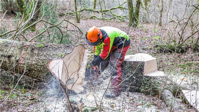 Ein Mitarbeiter sägt Teile eines gefällten Baumes ab.