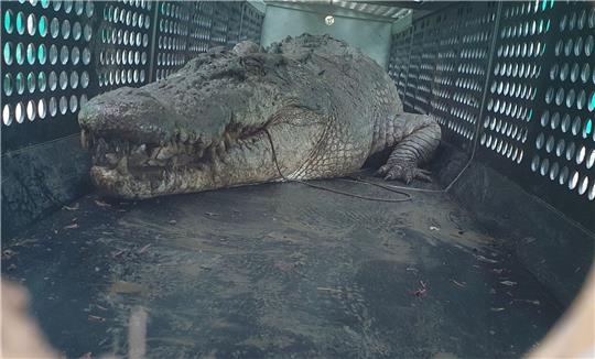 Die gefangenen Krokodile sollen in einer Krokodilfarm oder einem Zoo untergebracht werden.