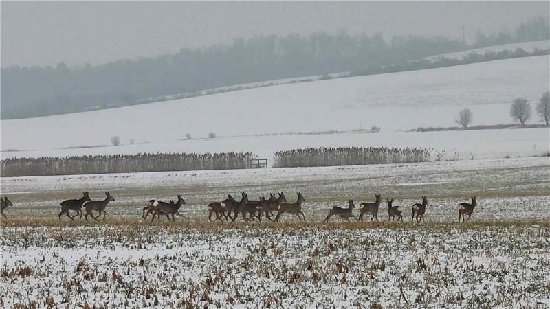 Rehe auf einem Feld. 