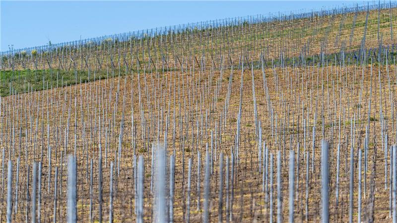 Die gesamte Rebfläche in Deutschland wird kleiner. (Symbolbild)