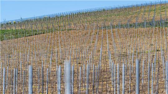 Die gesamte Rebfläche in Deutschland wird kleiner. (Symbolbild)