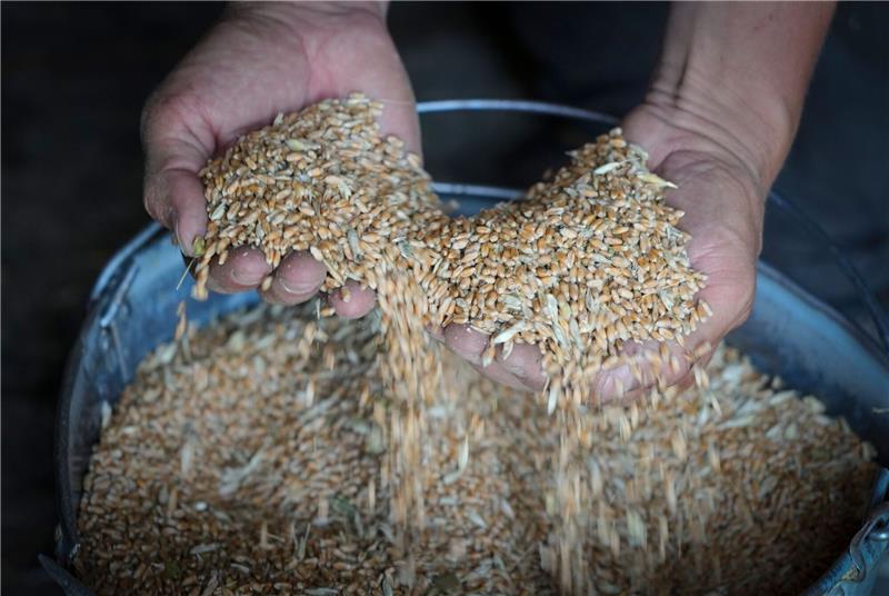 Konflikte und Klimawandel verschärfen Hungerkrise «Die globale Hungerkrise hat nie dagewesene Ausmaße angenommen», sagt Friederike Röder von Global Citizen.