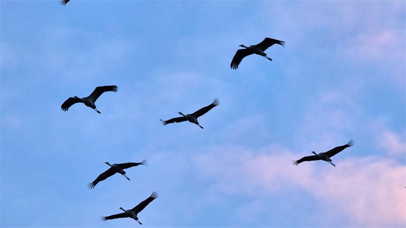 Warum sich eine Expertin Sorgen um die Kraniche macht Die großen Vögel ziehen mittlerweile im Schnitt nicht mehr ganz so weit in den Süden wie früher.