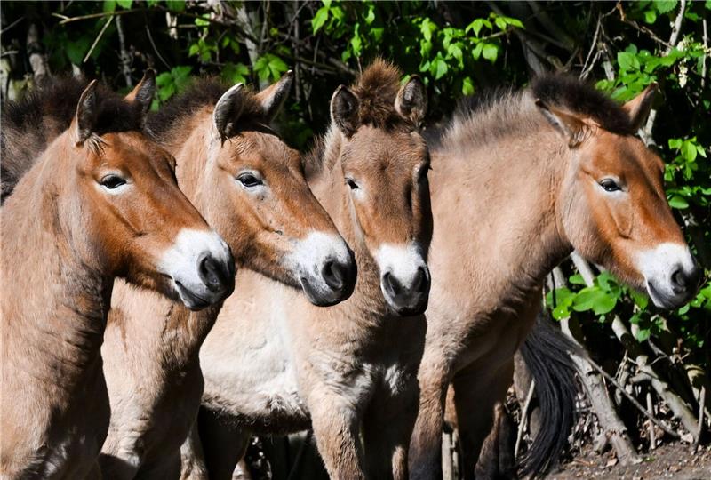 Przewalski-Pferde aus Berlin fliegen nach Kasachstan Die im natürlichen Lebensraum als lange Zeit ausgestorben gegoltenen Przewalski-Pferde im Tierpark Berlin.