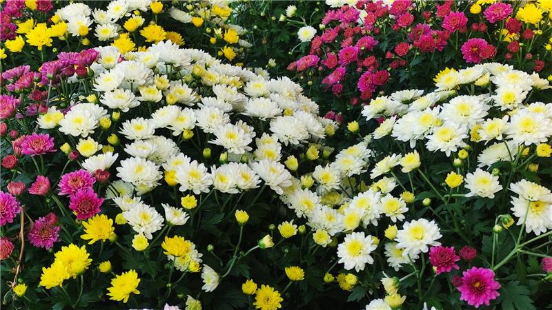 Die klassische Chrysantheme gibt es in vielen Farben.