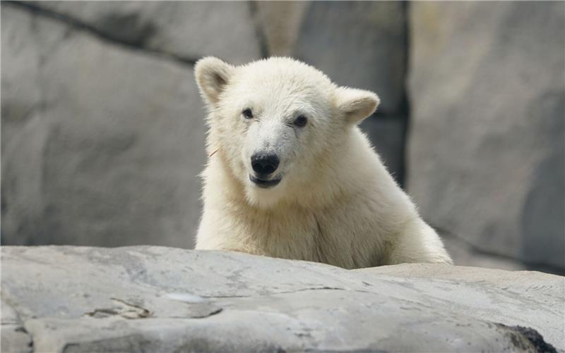Kleine Eisbärin erobert Außenanlage bei Hagenbeck Die kleine Eisbärin läuft durch die Außenanlage im Eismeer im Tierpark Hagenbeck.
