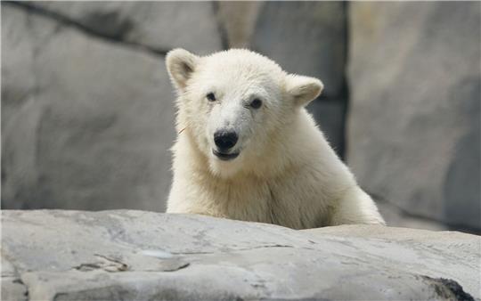 Die kleine Eisbärin läuft durch die Außenanlage im Eismeer im Tierpark Hagenbeck.