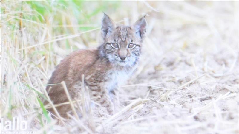Die kleinen Luchs-Mädchen wurden im September aufgegriffen.