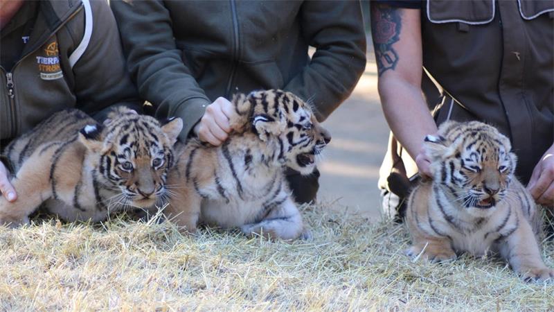 Gefährdete Art: Amur-Tigerbabys in Niedersachsen sind fit Die kleinen Raubkatzen waren bei der Untersuchung sehr entspannt und wurden auch geimpft.