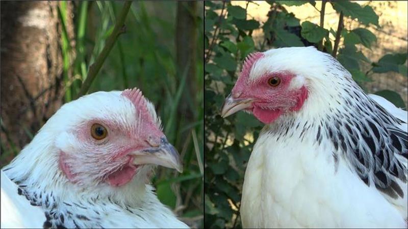 Die linke Henne ist den Angaben zufolge im Ruhezustand und daher ist ihr Gesicht nur leicht rot gefärbt. Rechts sieht man ein stark errötetes Gesicht, nachdem das Huhn eine negative Erfahrung gemacht hat.