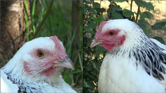 Die linke Henne ist den Angaben zufolge im Ruhezustand und daher ist ihr Gesicht nur leicht rot gefärbt. Rechts sieht man ein stark errötetes Gesicht, nachdem das Huhn eine negative Erfahrung gemacht hat.