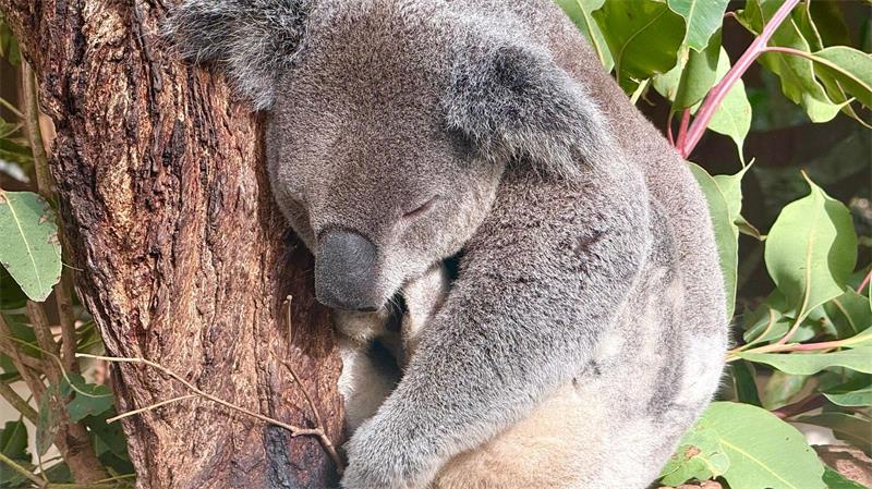 Die meiste Zeit des Tages ruhen Koalas, um Energie zu sparen. 