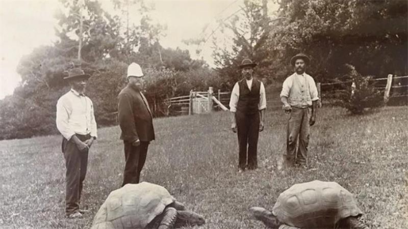 194-jährige Schildkröte: Was Jonathan übers Altern verrät Die meiste Zeit seines Lebens verbrachte Jonathan auf der Insel St. Helena.
