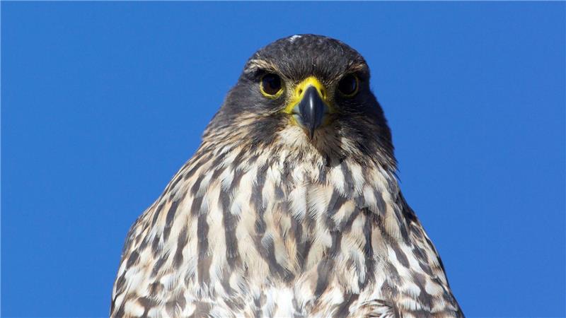 Die mittelgroßen Vögel sind in Neuseeland endemisch und gelten als gefährdet.