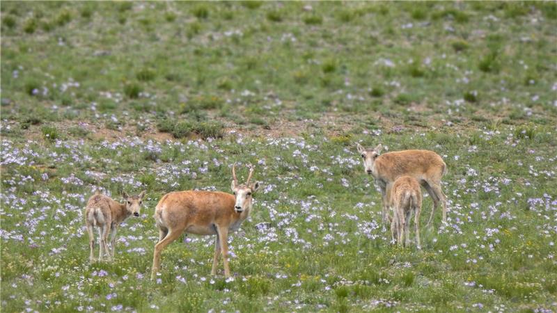 Die mongolischen Saiga-Antilopen gehören WWF zufolge zu den Gewinnern des Jahres.