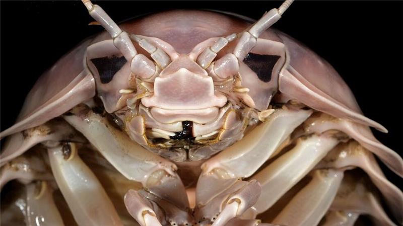 Die neu entdeckte Asselart heißt Bathynomus vaderi - nach dem Star-Wars-Bösewicht Darth Vader.