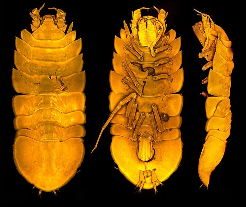 Neue Assel aus der Tiefsee - Forscherin wird Namenspatin Die neu entdeckte Meeresassel Austroniscus brandtae, benannt nach der Frankfurter Meereswissenschaftlerin Angelika Brandt.
