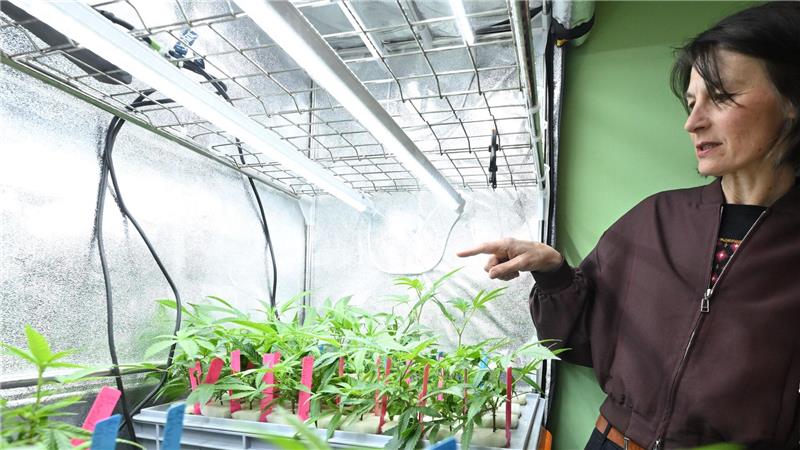 Die niedersächsische Agrarministerin Miriam Staudte (Grüne) zeigt auf Hanf-Stecklinge.