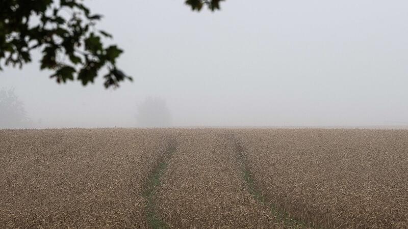 Viel Regen, wenig Sonne - schwierige Ernte für Landwirte Die niedersächsischen Landwirte befürchten schlechte Erträge bei der Ernte. (Archivfoto)