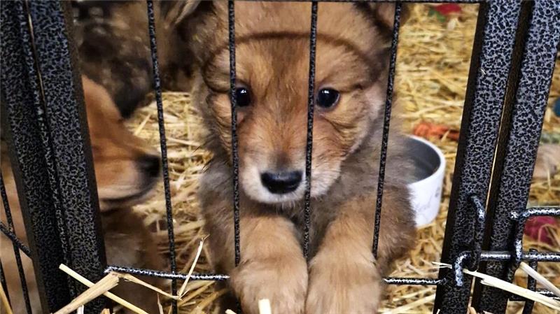 Neues Hof-Café in Wildemann bietet direkten Blick in den Kuhstall Die niedlichen Welpen sind fast sieben Wochen alt.