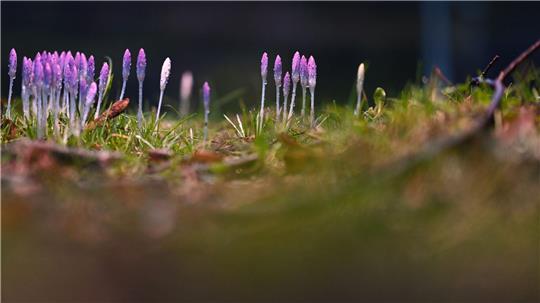 Die nun angenehmeren Temperaturen locken auch die Krokusse hervor.