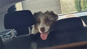Ein hechelnder Hund legt den Kopf die Rückenlehnen eines Autos.