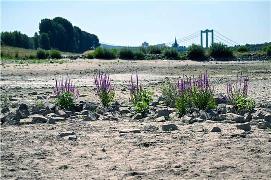 Die resistenten Pflanzen trotzen der Trockenheit: das Rheinufer bei Köln im Dürresommer 2018. Foto: Ina Fassbender/afp