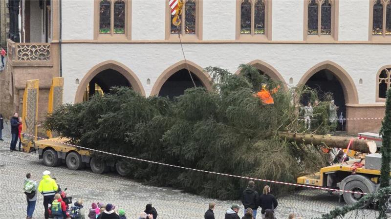 Eine der schönsten Fichten seit Jahren schwebt zum Marktplatz Die riesige Fichte ist auf dem Marktplatz angekommen.