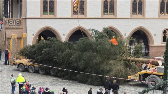 Die riesige Fichte ist auf dem Marktplatz angekommen.