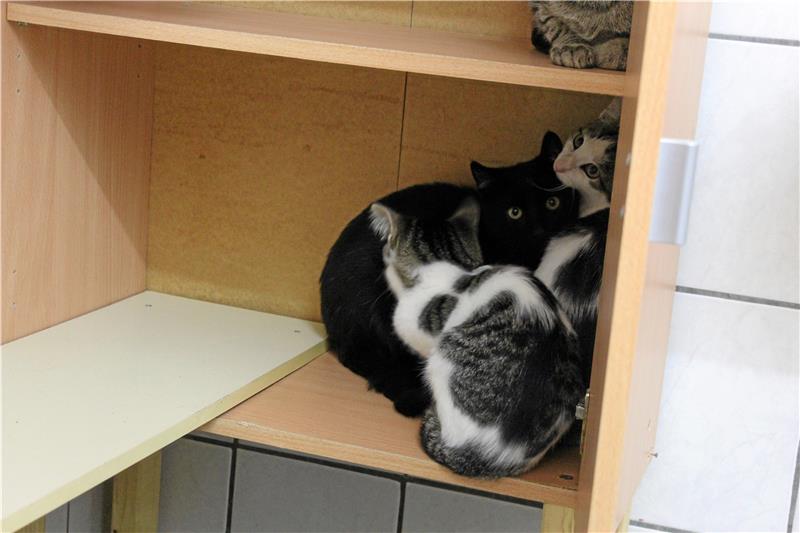 Die scheuen Katzen versuchen, sich im Schrank zu verstecken. Foto: Fricke