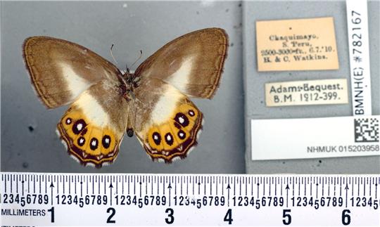 Die schwarzen Ringe auf den leuchtend orangefarbenen Flügeln des Schmetterlings erinnern an das allsehende Auge, das in den Büchern von J. R. R. Tolkien beschrieben und in der Filmreihe dargestellt wird.
