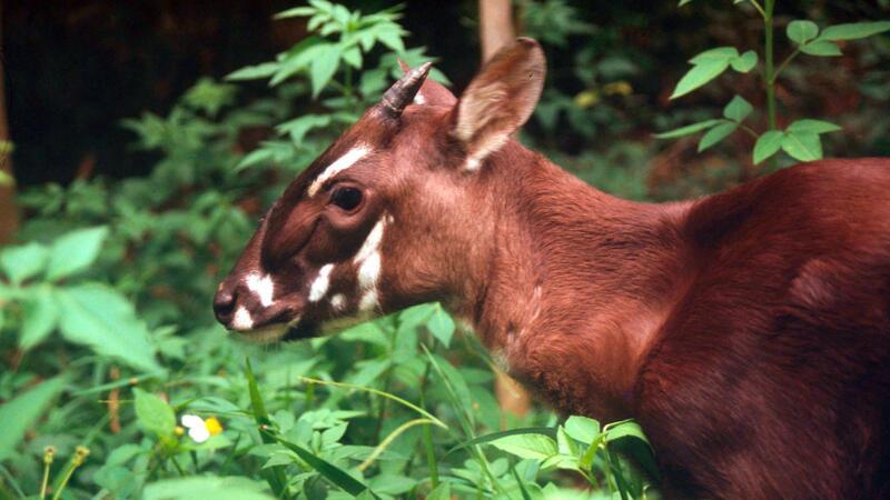 Umweltschützer feiern neuen Xesap-Nationalpark in Laos Die seltenen Saolas wurden erst 1992 entdeckt. (Archivbild)