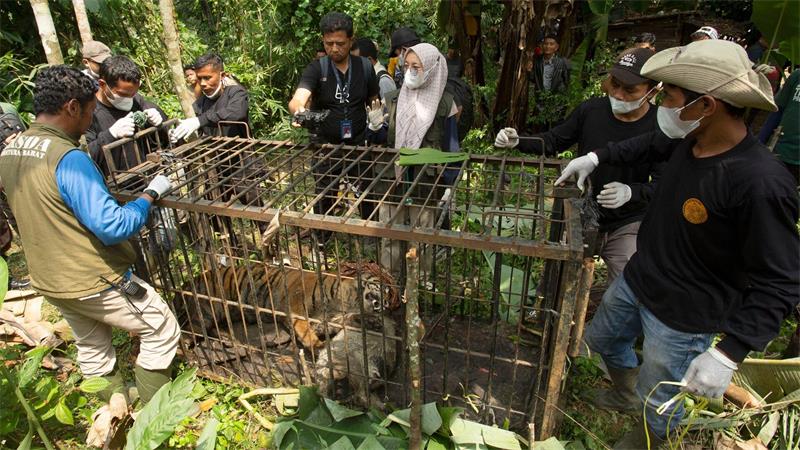 In der Falle: Tigerin sorgt auf Sumatra für Aufregung Die seltenen Tiger einzufangen, ist den Behörden zufolge immer das letzte Mittel.