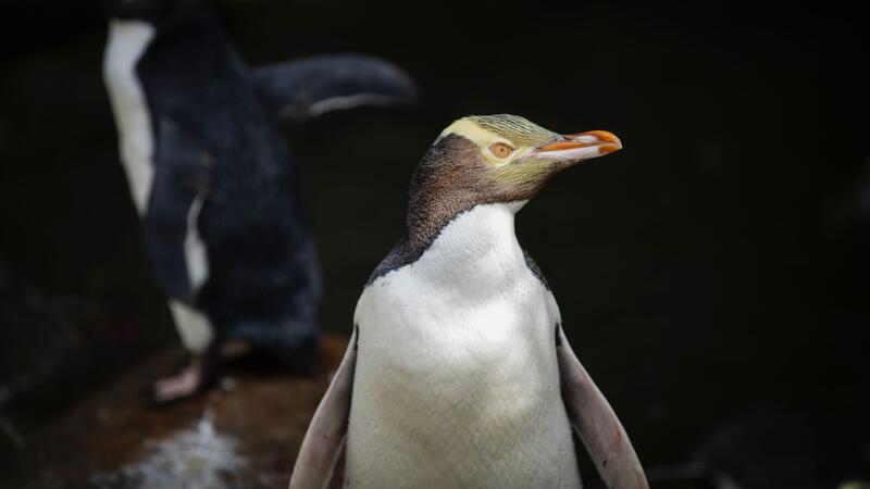 Die seltenen Vögel werden 60 bis 80 Zentimeter groß.