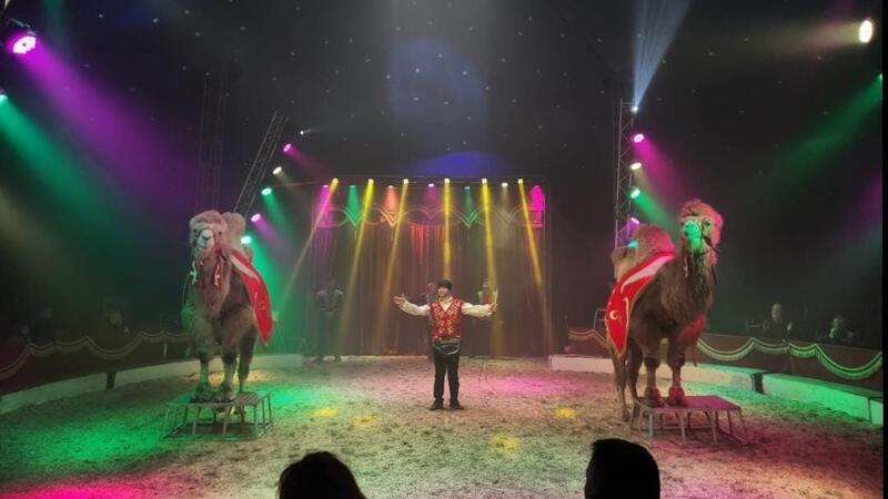 Die sibirischen Kamele Ivan und Kasan gehören zum Ensemble.