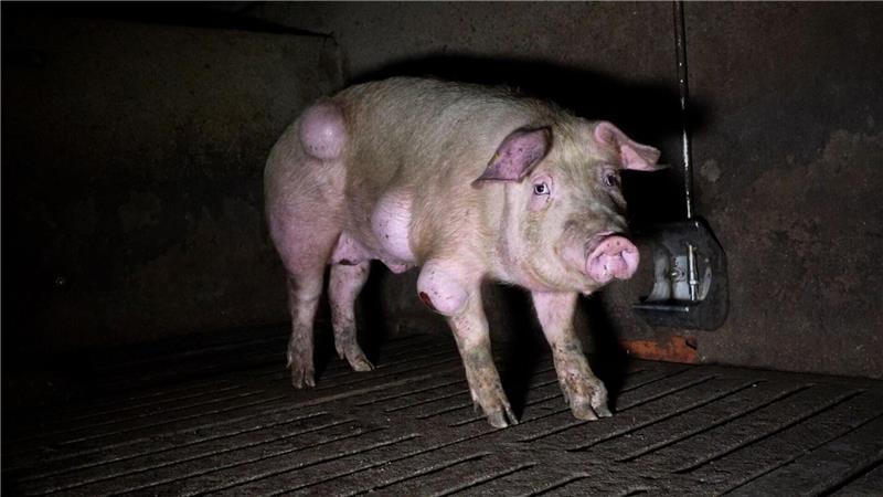 Die spanische Nichtregierungsorganisation Arge hat grausige Fotos aus einem Schweinemastbetrieb in der Provinz Teruel veröffentlicht und Anzeige gegen die Verantwortlichen erstattet.