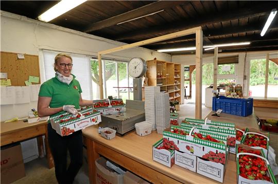 Die täglich frisch geernteten Erdbeeren verkauft Karola Vorlop in Schladen selbst. Außerdem zu späterer Jahreszeit auch Himbeeren und Wassermelonen.