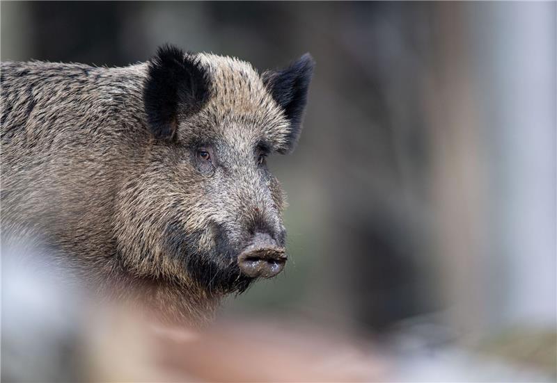 Die teils hohe radioaktive Belastung von Wildschweinen vor allem in Bayern geht einer Studie zufolge zu einem unerwartet hohen Teil auf Atomwaffenversuche zurück.