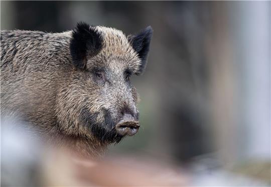 Die teils hohe radioaktive Belastung von Wildschweinen vor allem in Bayern geht einer Studie zufolge zu einem unerwartet hohen Teil auf Atomwaffenversuche zurück.