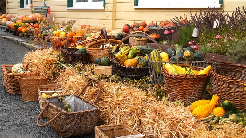 Wie der Kürbismarkt in Westerode Wind und Wetter trotzt Die verschiedensten Kürbissorten gibt es auf dem Buritz-Hof zu kaufen.