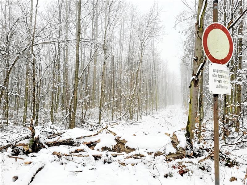 Die vier Meter breiten Schneisen im Schutzwald bei Harlingerode sorgen für Unmut bei Einwohnern und Umweltschützern, laut Forstamtsleiter Ralf Krüger sind sie „Stand der Technik und so richtig und sinnvoll“. Foto: Exner