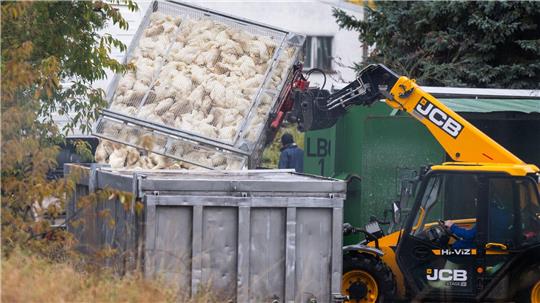 Die von der Geflügelpest besonders betroffenen Landkreise Cloppenburg und Oldenburg bekommen Unterstützung von weiteren Tierärzten. 